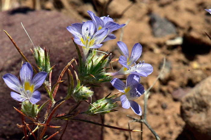 Eriastrum eremicum, Desert Woolystar